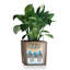 Pot Planter-50984108-50984114