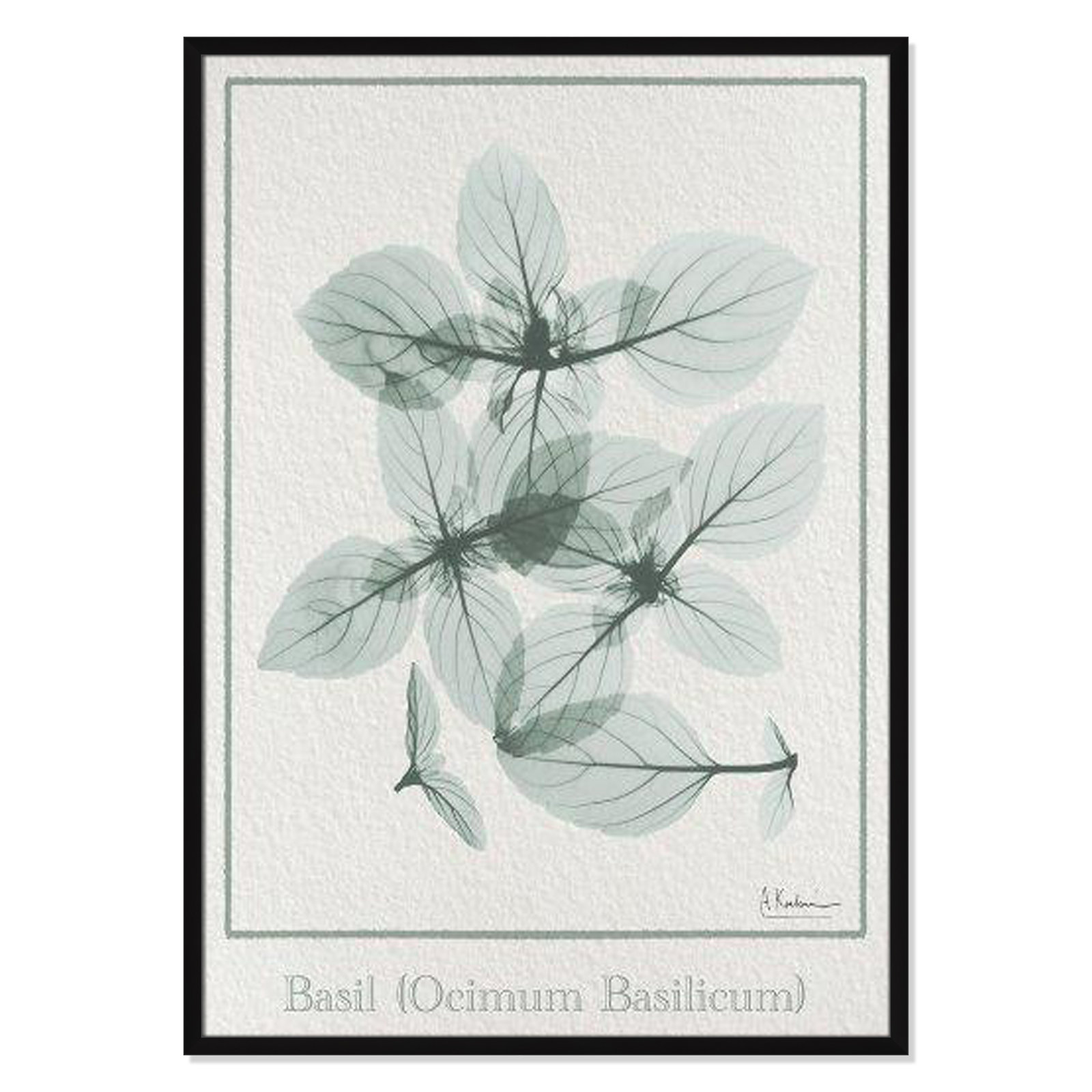 Jeanette "Basil Ocimum Basilicum" Painting, 41.5" H x 29.5" W x 1.25" D, Satin Black Framed Paper