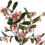 Organic Modern Magnolias in Glass Vase