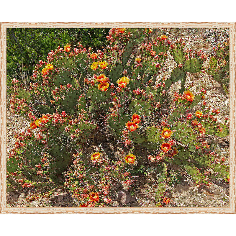 « prickly poirier cactus », reproduction de photo sur toile tendue encadrée
