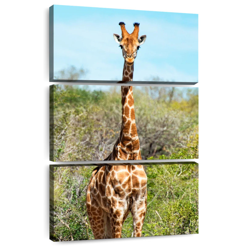 Brampt Awesome Afrique du Sud - Portrait de girafe I