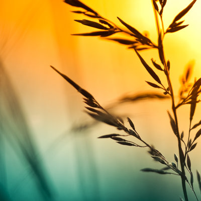 Fleurs sauvages dans la prairie par Pawel Gaul
