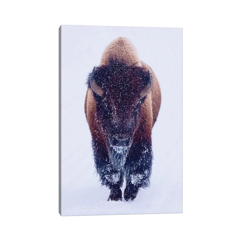 «Bison In Snow» - reproduction, H 18 po x l 12 po x 1,5 po, Toile tendue