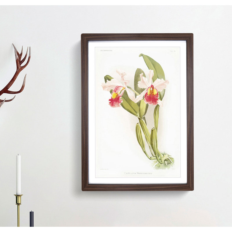 Magnolia Flowers Illustration Tab.72 by Frederick Sander - Picture Frame Painting Print, Walnut, 60cm H x 40cm W x 2cm D