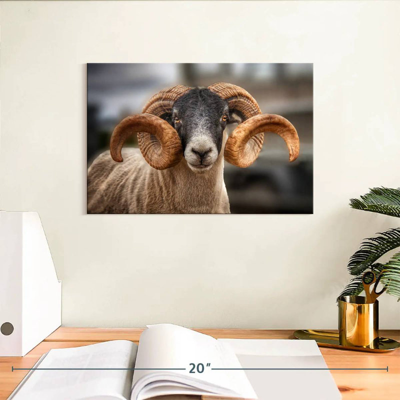 Ram écossais Brampt, H 8 po x l 12 po