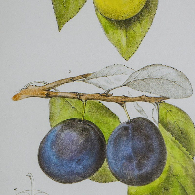 Smithsonian - Assortiment de fruits - ensemble de 2 impressions sur toile encadrées