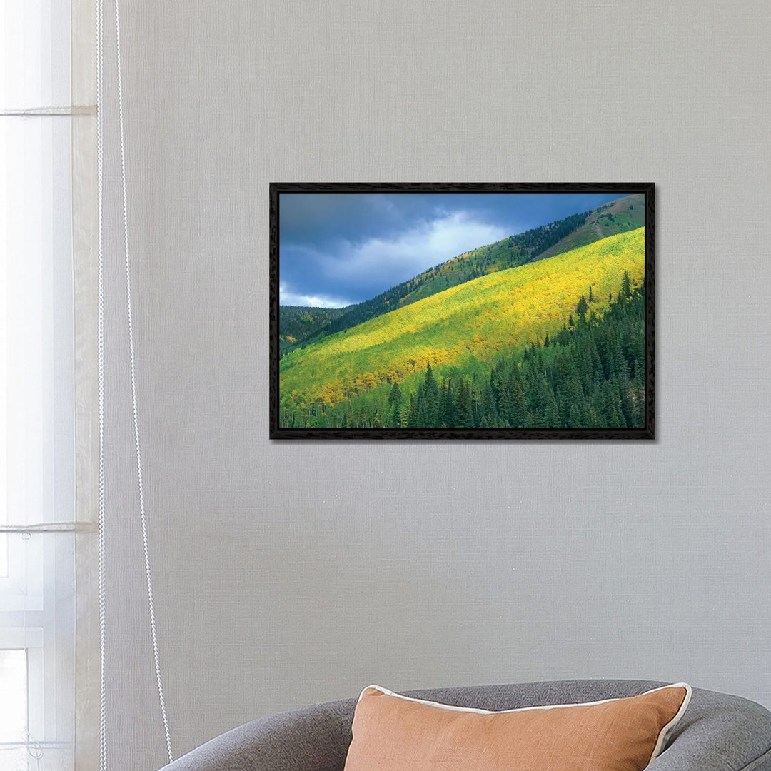 Quaking Aspen Forest, Maroon Bells, Snowmass Wilderness, Colorado von Tim Fitzharris - Gallery-Wrapped Canvas Giclée on ...