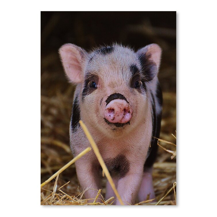 https://assets.wfcdn.com/im/75306998/resize-h755-w755%5Ecompr-r85/3576/35760125/Farm+Animal+Pig+On+Paper+Print.jpg