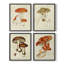 «Mushroom Variétés I», 4 pièces sur papier-1114012599-1114012598