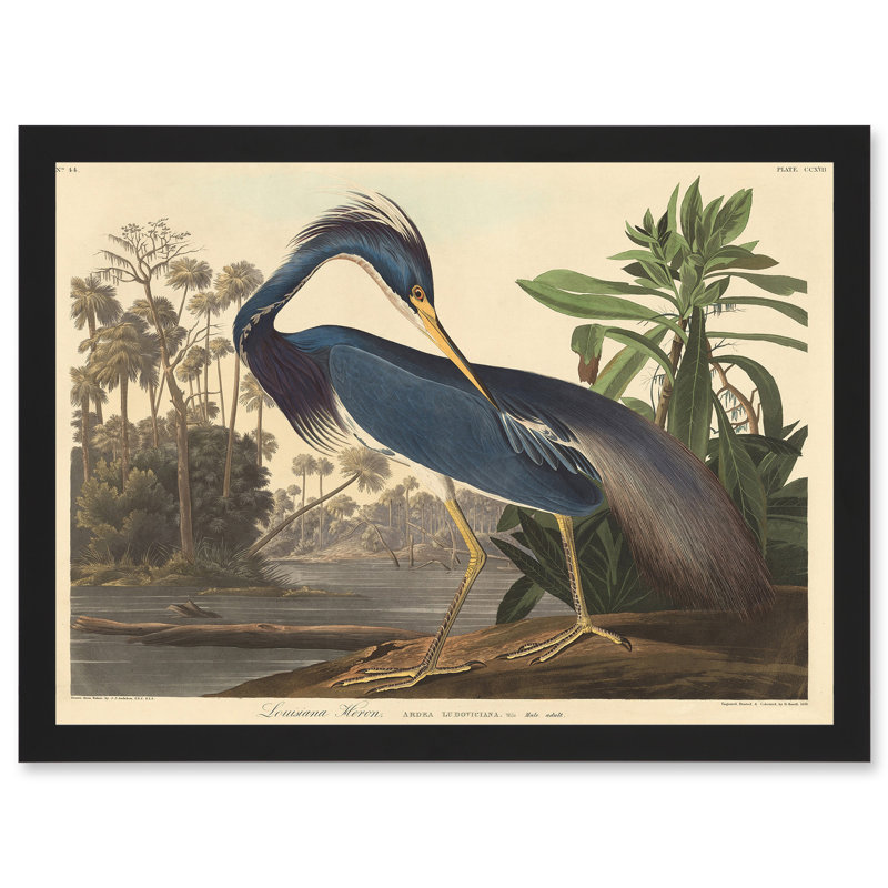 Painting Bird Audubon Louisiana Heron by John Audubon - Single Picture Frame Print