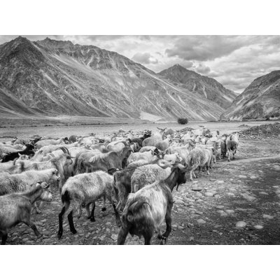 " Traveling Goats And Mountains "