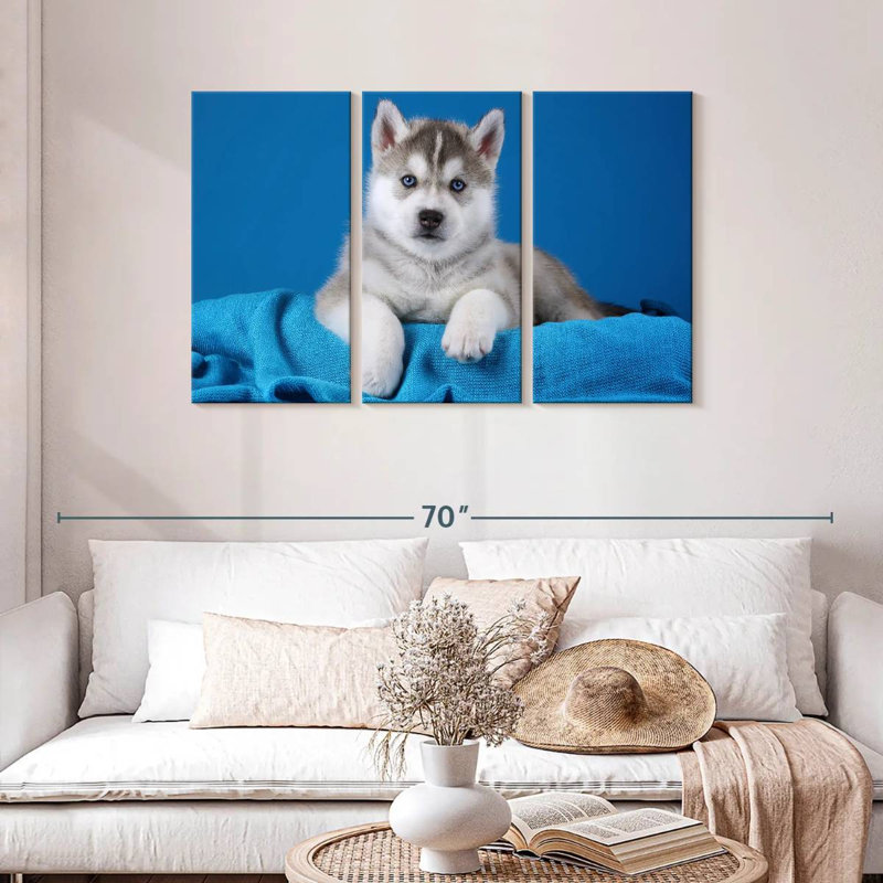 Chiot Husky aux yeux bleus Brampt, H 28 po x l 45 po