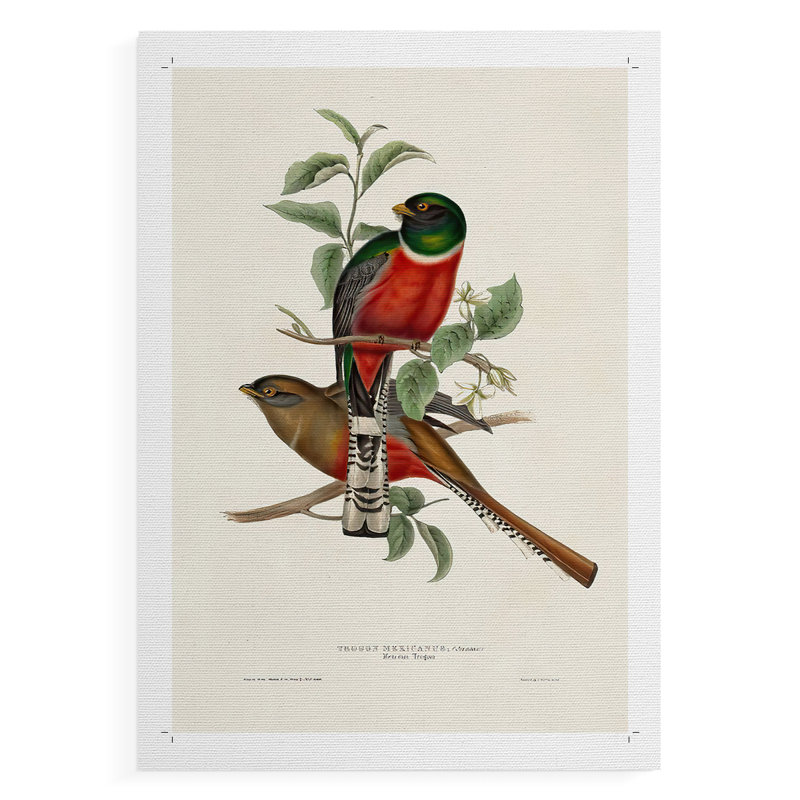ElegantTrogonsI - Impression sur toile seulement - NON-CADRE, H 48 po x l 32 po