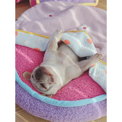 Dog Blankets