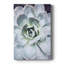 " Pastel Succulent Beauty IV "-395265444