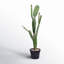 Cactus artificiel en pot-515654070