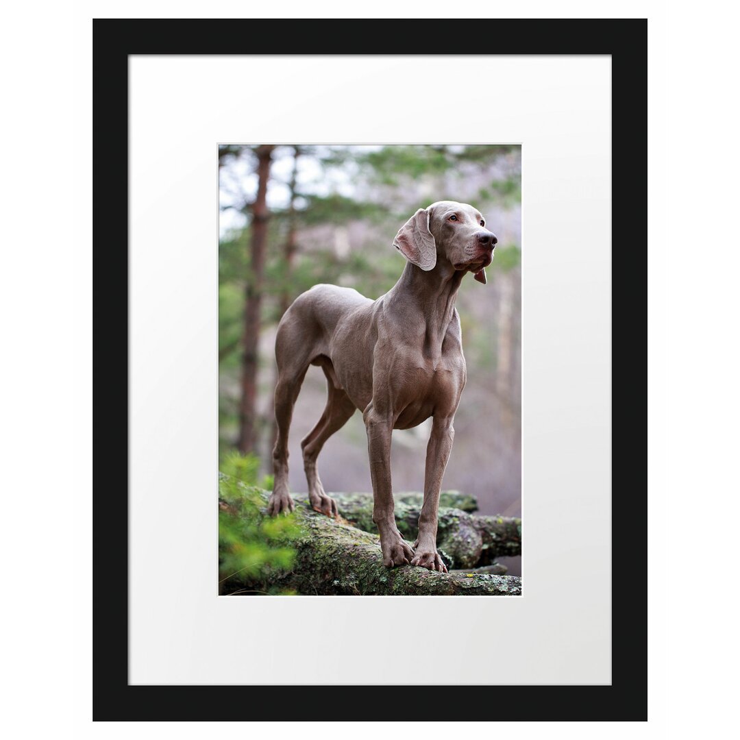 Gerahmtes Poster Edler Weimaraner im Wald