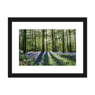 «Bluebell Wood», reproduction