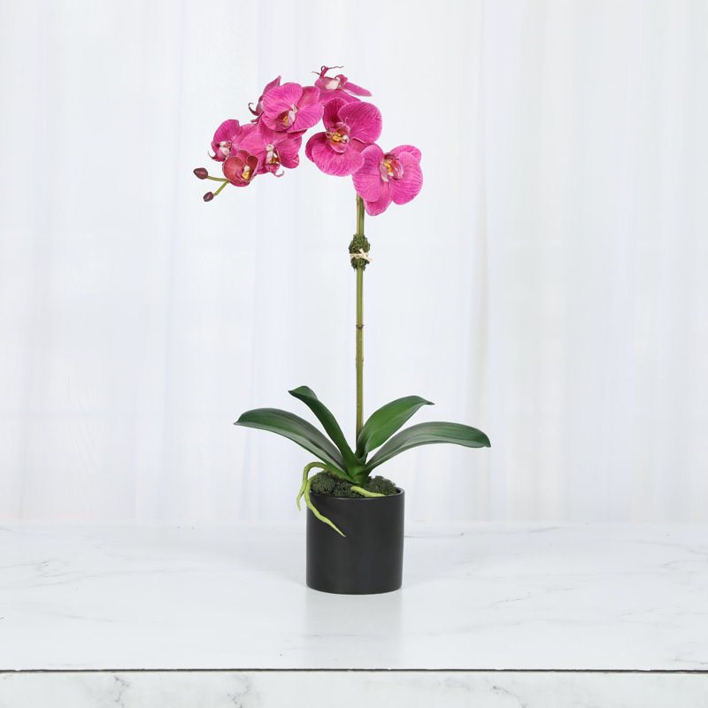 Orchidée en pot, Blanc, Blanc