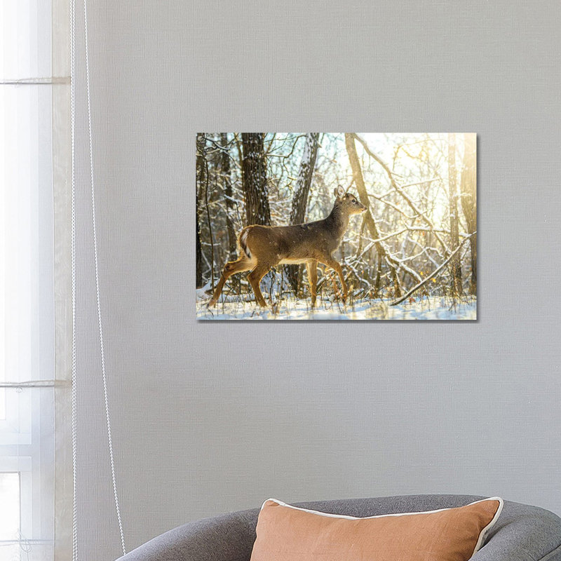 Young Bambi Walking Towards The Sun On The Snow By Nik Rave - Wrapped Canvas Photograph by Nik Rave - Wrapped Canvas Print