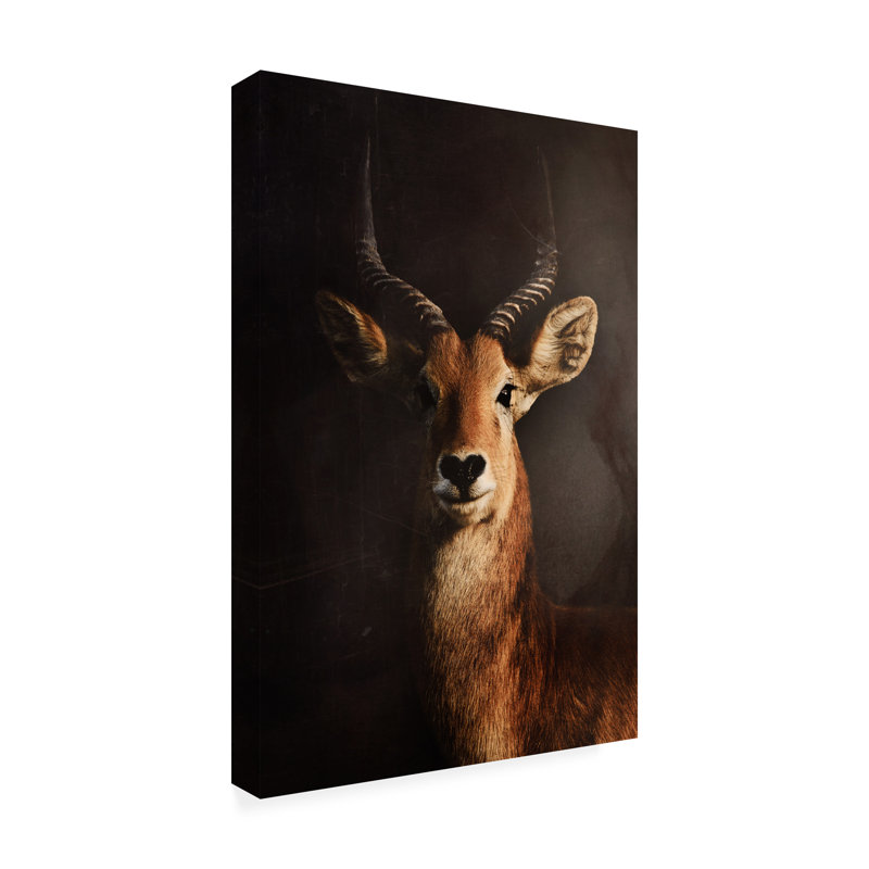 Antonio Grambone  Antelope Still Canvas Art, L 22 po x H 32 po