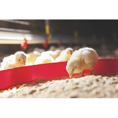 Baby Chicks at Farm Feeding by Danchooalex