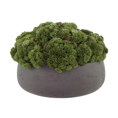 Sedum Arranged in Fiberstone Planter