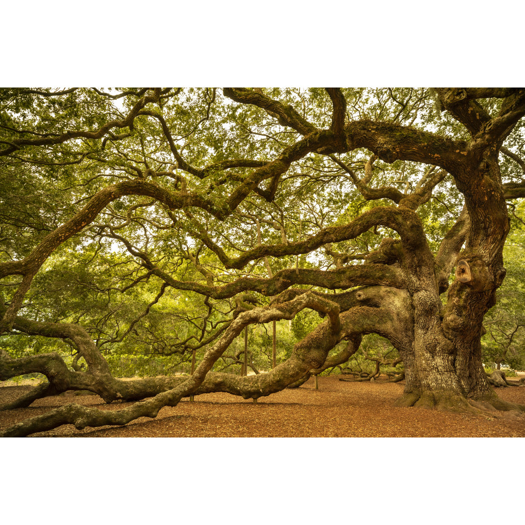 Angel Oak Tree Near Charleston - Kunstdrucke auf Leinwand