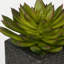 6'' Faux Echeveria (succulents) Succulent in Ceramic Decorative Vase-1945219071-1945226065
