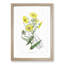 Yellow Daisies - Picture Frame Painting Print-55613914-55613915
