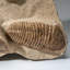 Genuine Cluster Trilobite (Ptychopariida) Fossil On Matrix