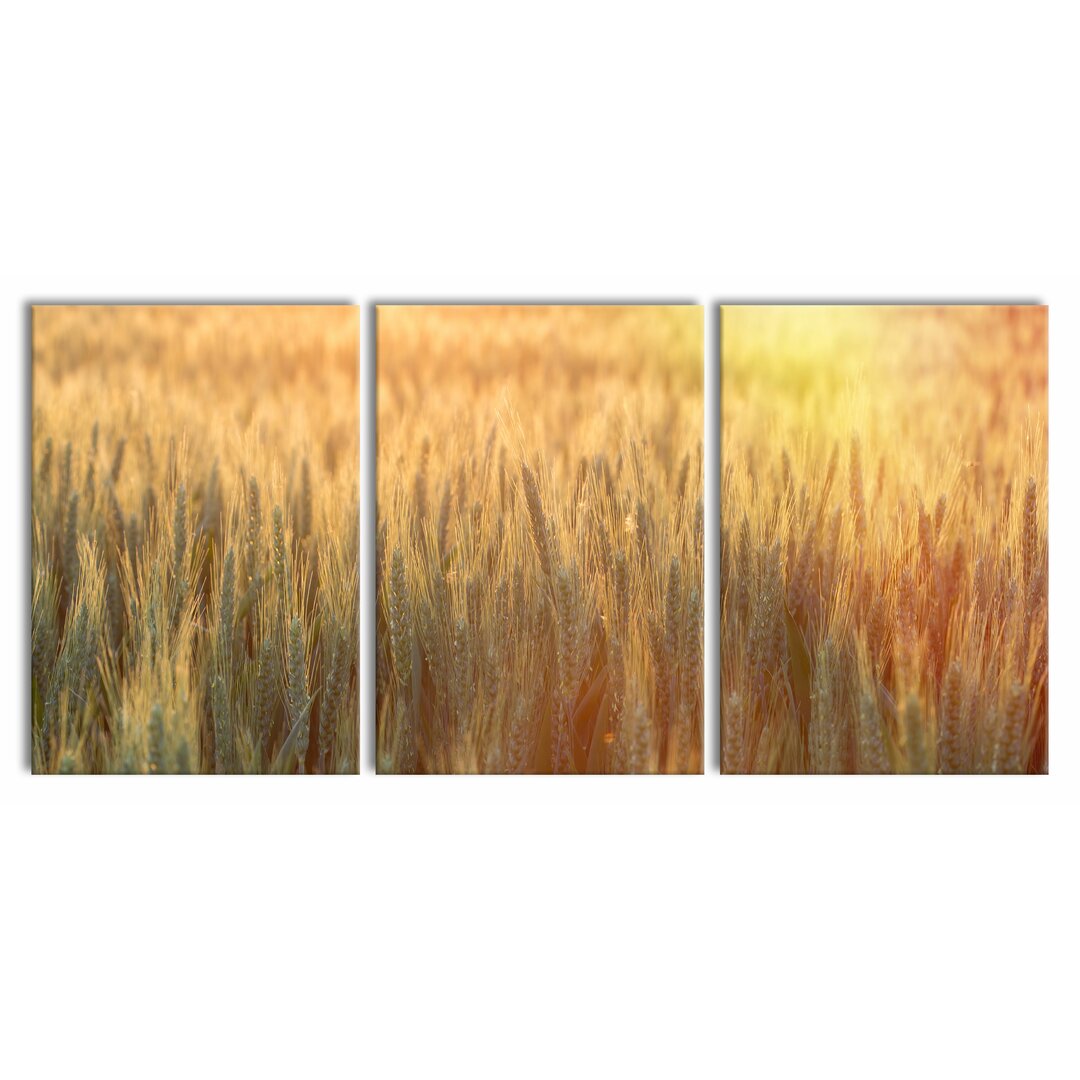 3-tlg. Leinwandbilder-Set Wheat Field