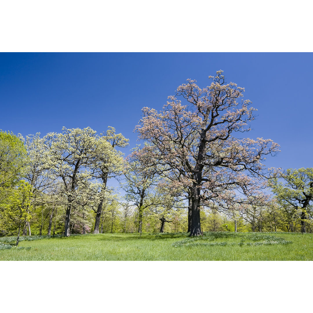 White Oak In Spring von Stevegeer - Kunstdrucke auf Leinwand ohne Rahmen