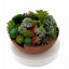 Conception succulente dans un vase circulaire en bois brun