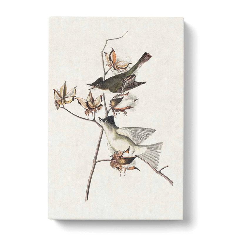 Pewit Flycatcher Birds - Wrapped Canvas Print, 76cm H x 50cm W x 3cm D