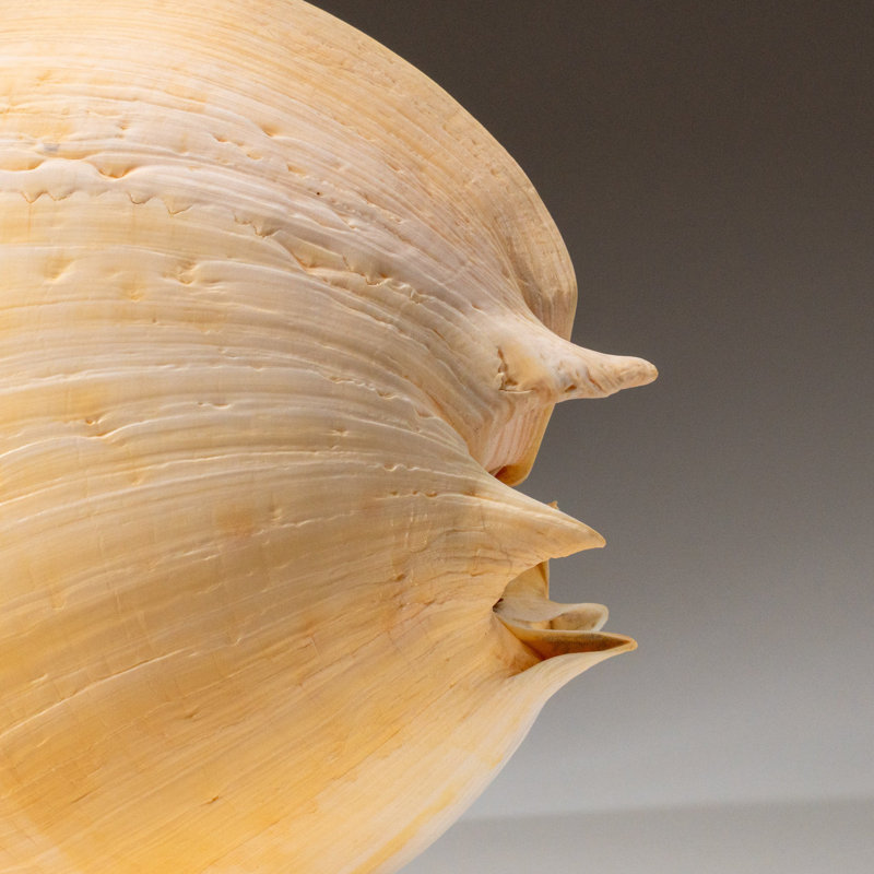 Genuine Large Volute Shell (2.3 Lbs)