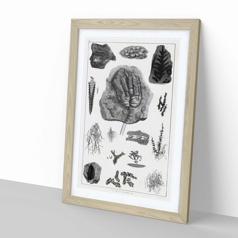 Collection of Fossils II by Oliver Goldsmith - Picture Frame Drawing Print, 36cm H x 27cm W x 2cm D, Oak Framed