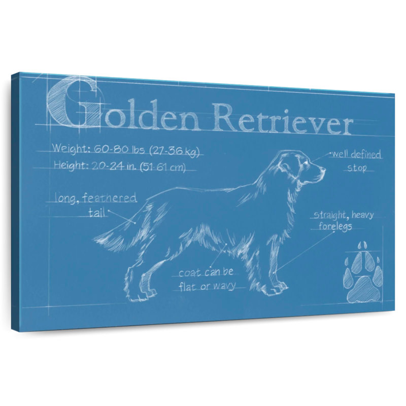 Golden retriever de Brampt, H 30 po x l 45 po