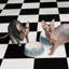 Florentine 6.6in Pet Bowl-1211584178