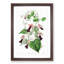 Purple Bell Vine Flowers - Framed Print-55616524-55616528