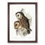 Chestnut-faced Owls by Elizabeth Gould - Picture Frame Painting Print-55536321-55536323