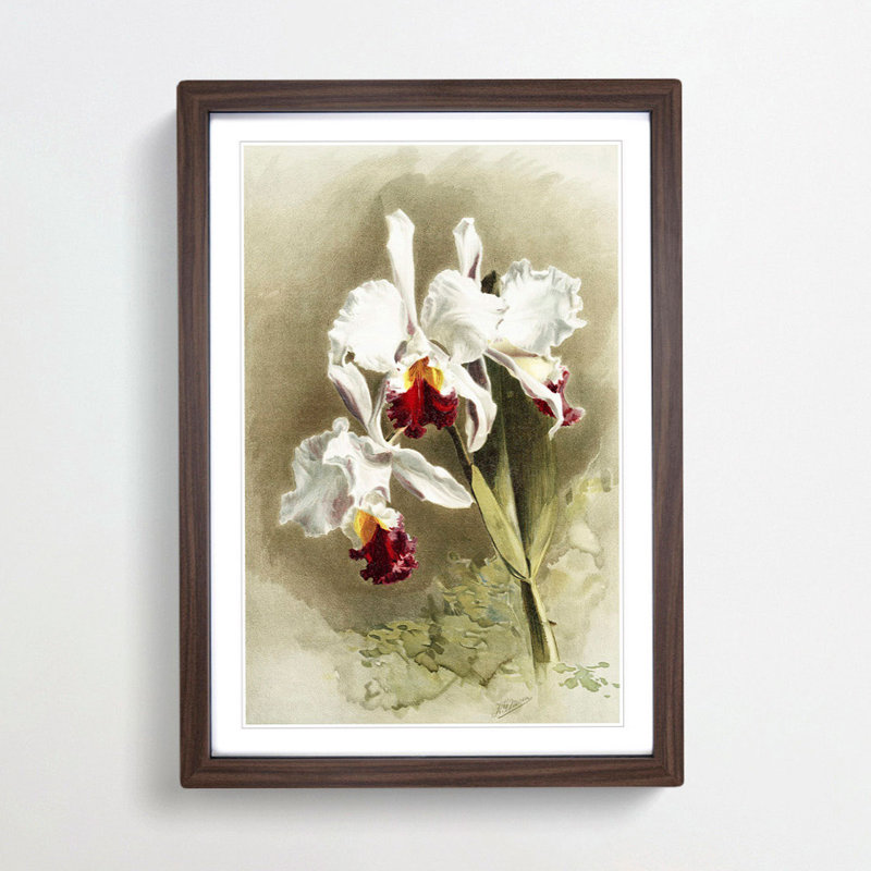 Magnolia Flowers Illustration Tab. 28 by Frederick Sander - Picture Frame Painting Print, Walnut, 76cm H x 50cm W x 2cm D