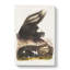 American Skunks - Wrapped Canvas-55368601