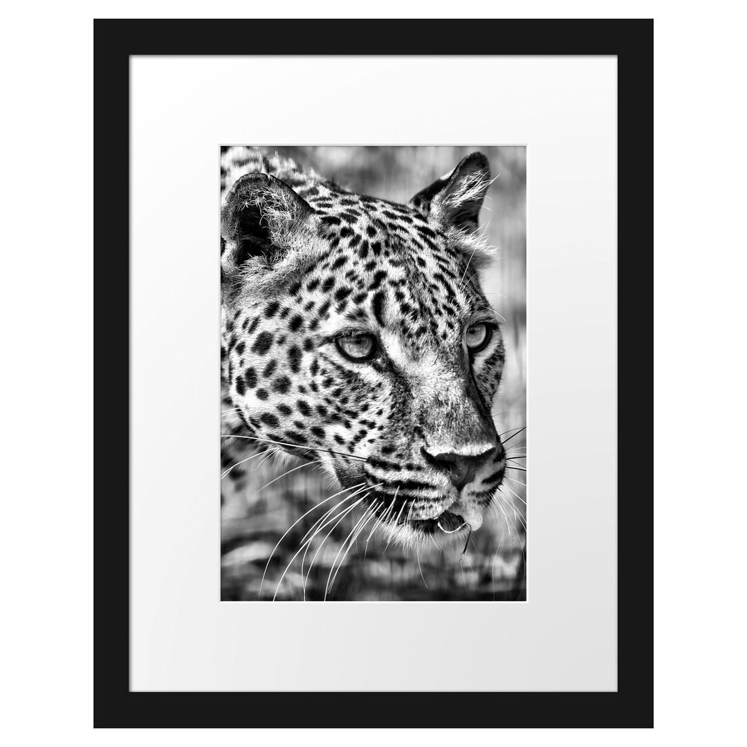 Gerahmtes Poster Schleichender Leopard