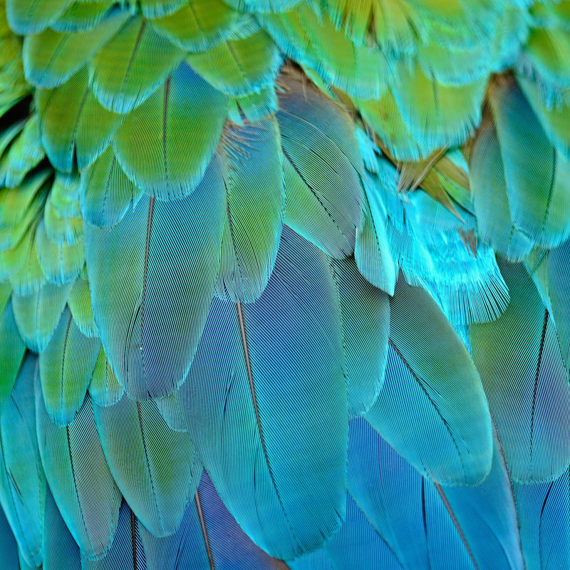 Harlequin Macaw Feathers by PanuRuangjan - Wrapped Canvas Print, 91cm H x 91cm W