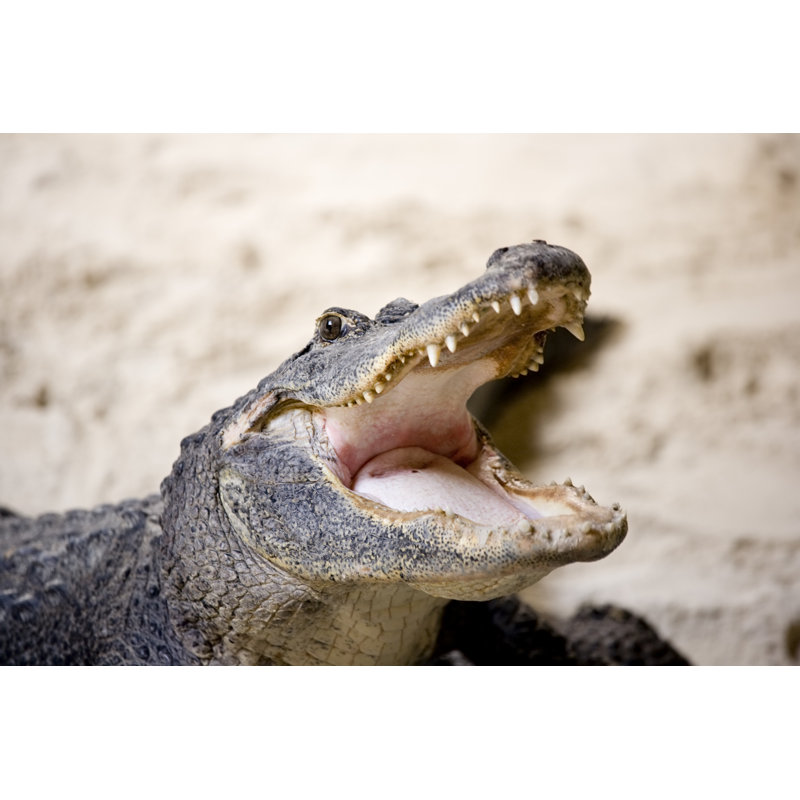 Alligator, 81cm H x 122cm W