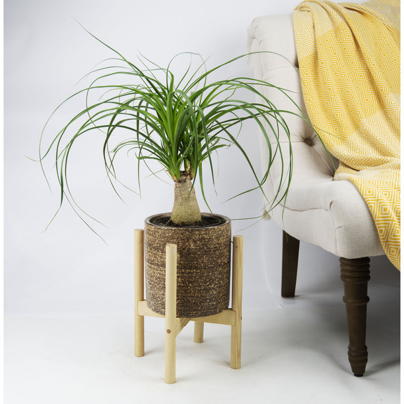 Pot de fleurs en céramique Kulik, Hêtre naturel