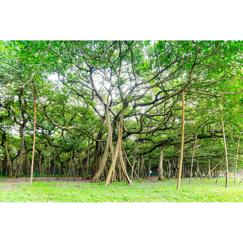Great Banyan Tree - Wrapped Canvas Print, 30cm H x 46cm W