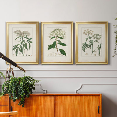 " Antique Turpin Botanical VII " 3 - Pieces Painting Print