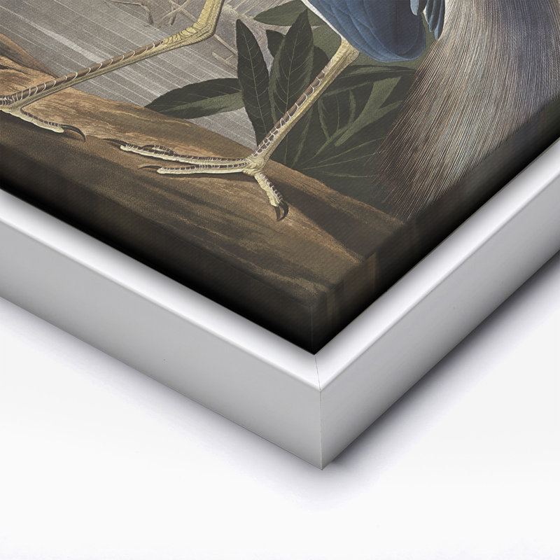 John Audubon - héron de Louisiane, H 11 po x l 14 po, Canevas, Encadrement blanc
